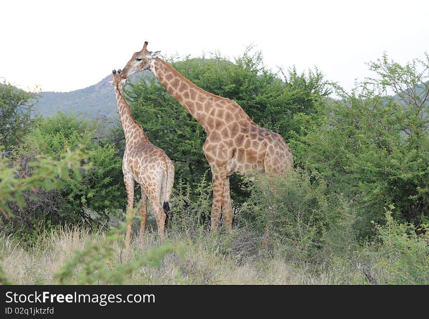 Two Giraffes Madikwe National Park South Africa