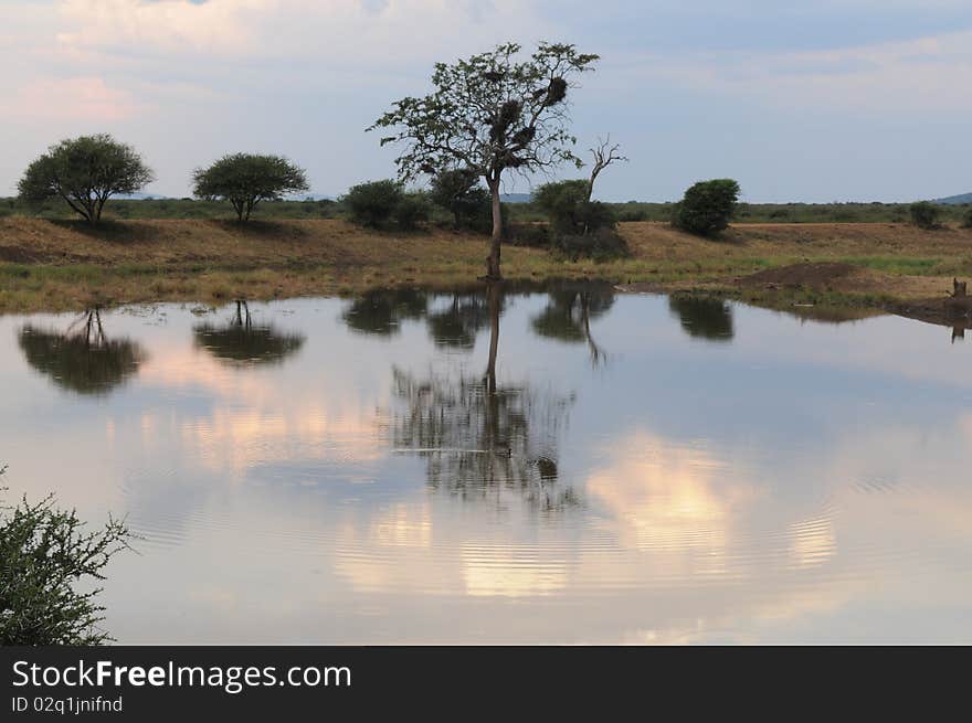 Wild African Sceenery at Sunset in Madikwe National Park South Africa. Wild African Sceenery at Sunset in Madikwe National Park South Africa