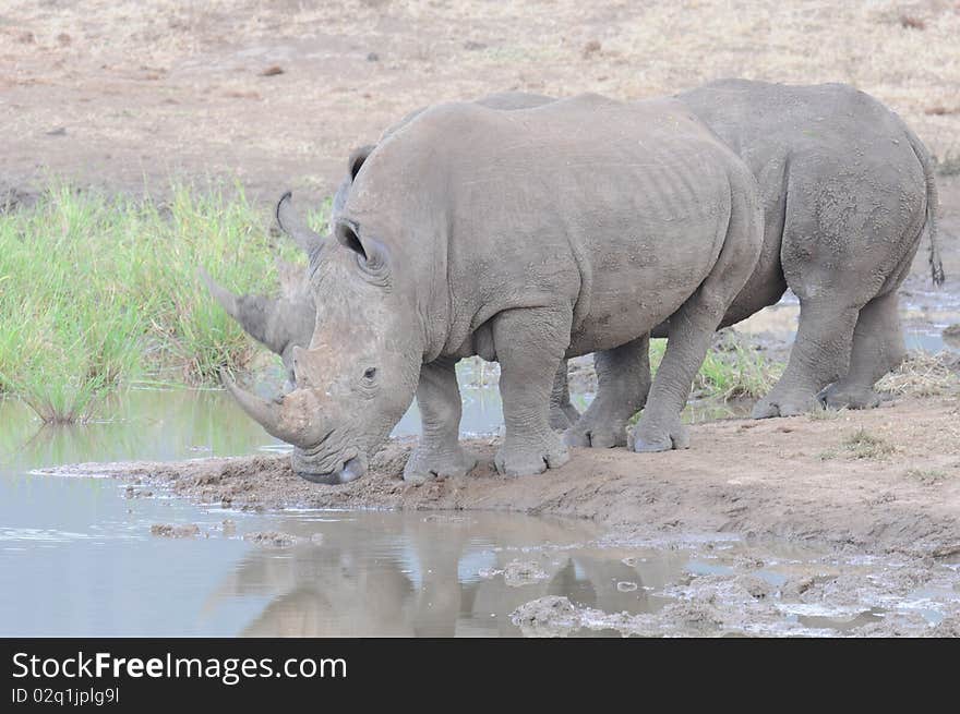 Rhino Duo at Waterhole