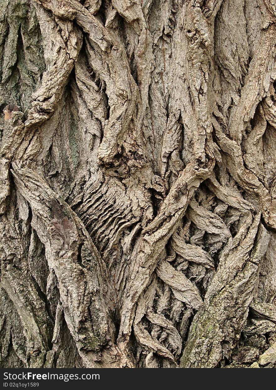 An old lime tree bark. Very twisted, broken up in many places. A very, very heavy texture.