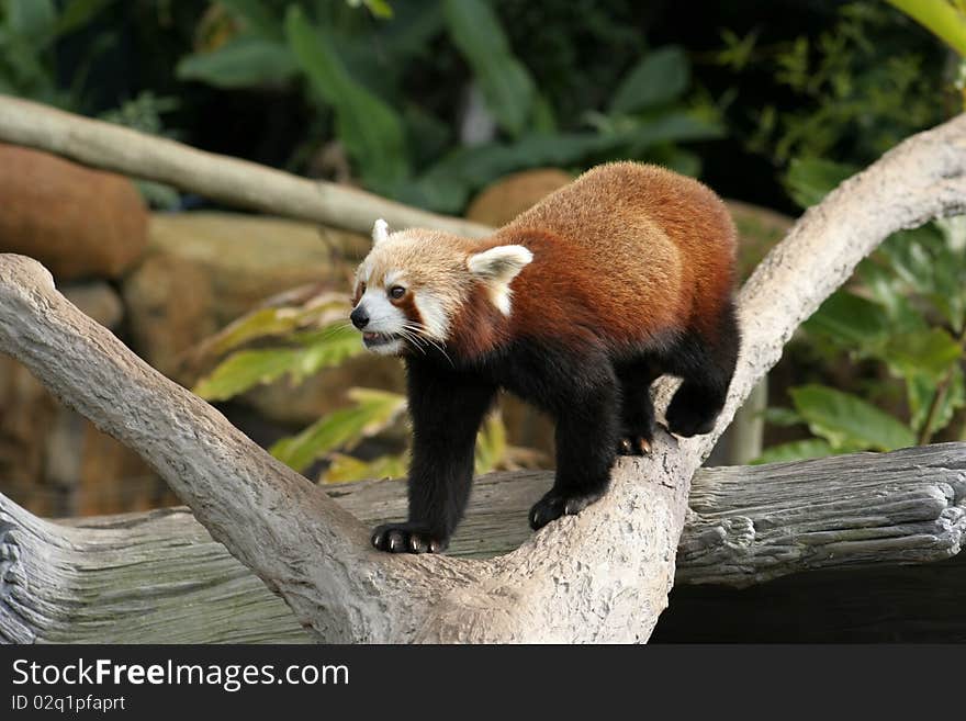 A Red Panda marking his territory. The Red Panda is classified as Vulnerable, and is found in the wild throughout the foothills of the Himalayan Mountains, from western Nepal to Northern Myanmar and South Western China.