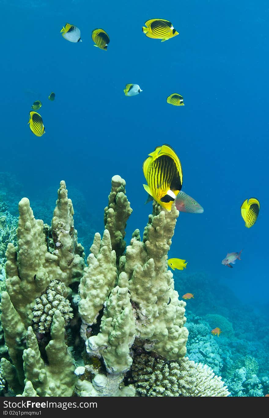 School of racoon butterflyfish with coral