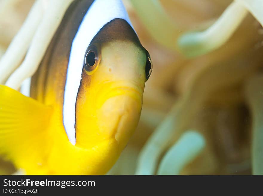 Macro shot of Red sea enemone fish