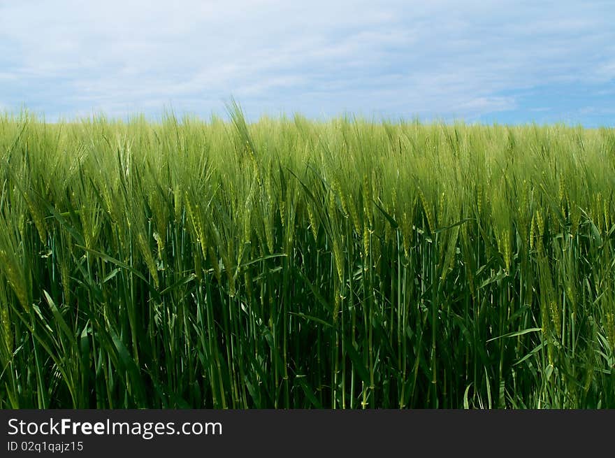 Rye field under a blue sky