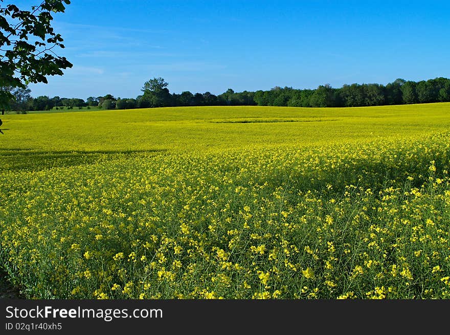 Rape Field Under A Blue Sky