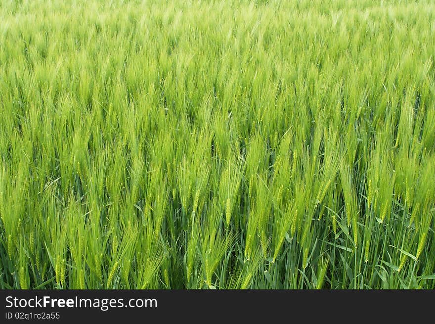 Rye field in May