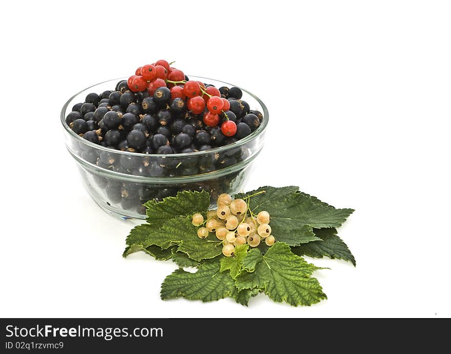 Still Life Of Colored Currants.