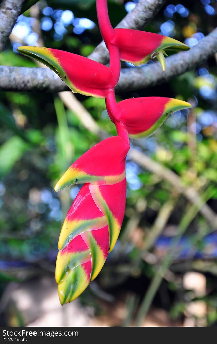 Heliconia Rostrata