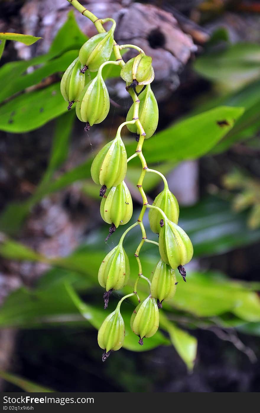 Wild Dove Orchid, before blooming. When they bloom they produce beautiful white orchid flower