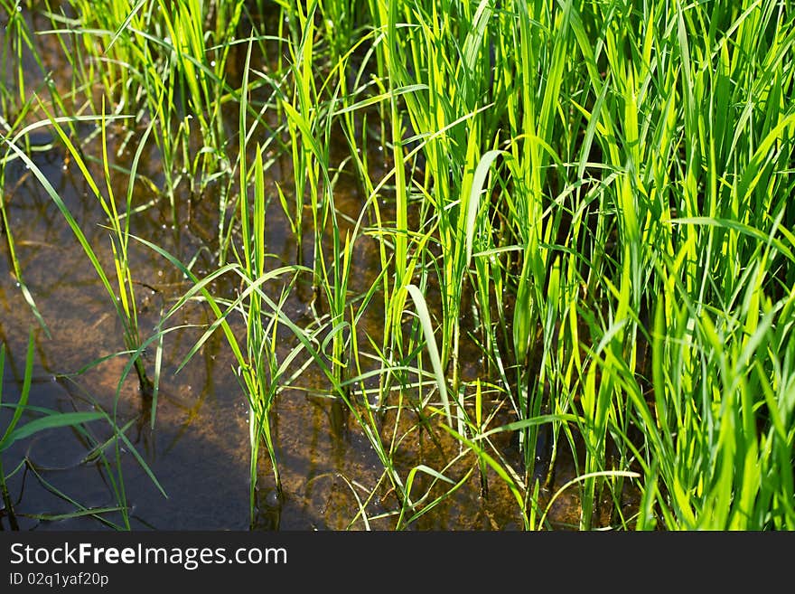 Paddy plants under morning sunlight.