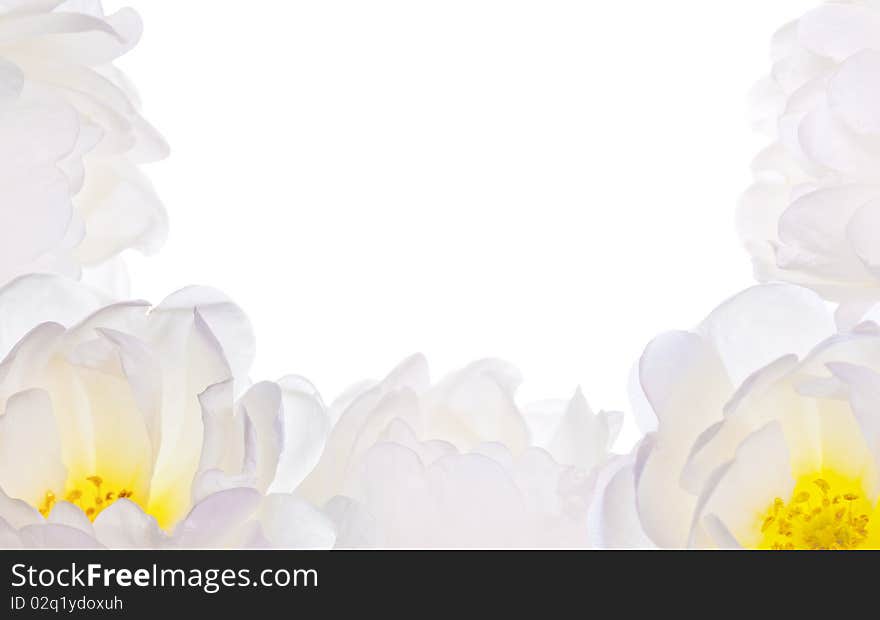 Light flowers half frame isolated on white background