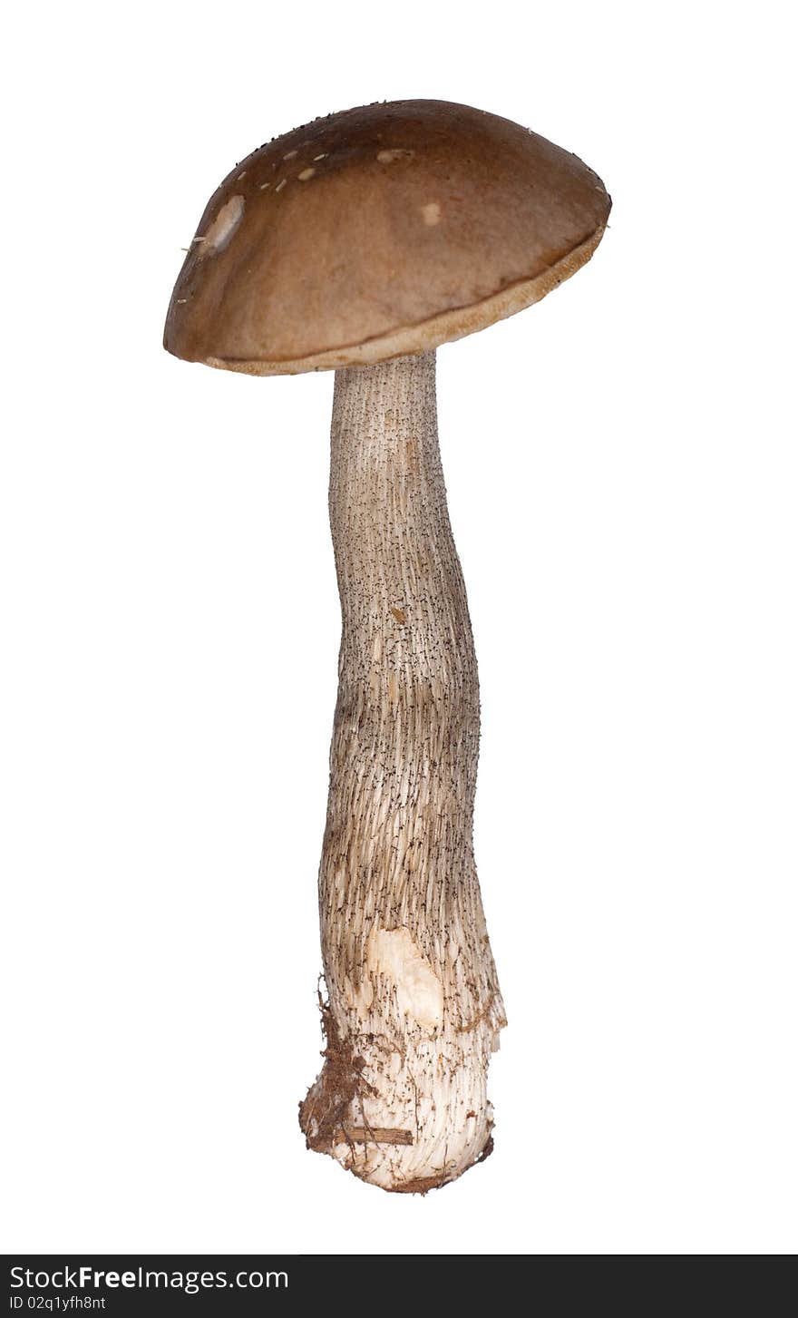 Brown cap boletus isolated on white