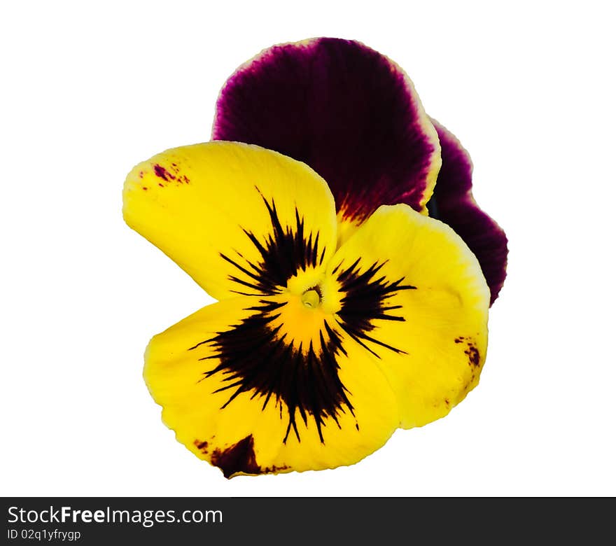 Dark purple and yellow pansy on white