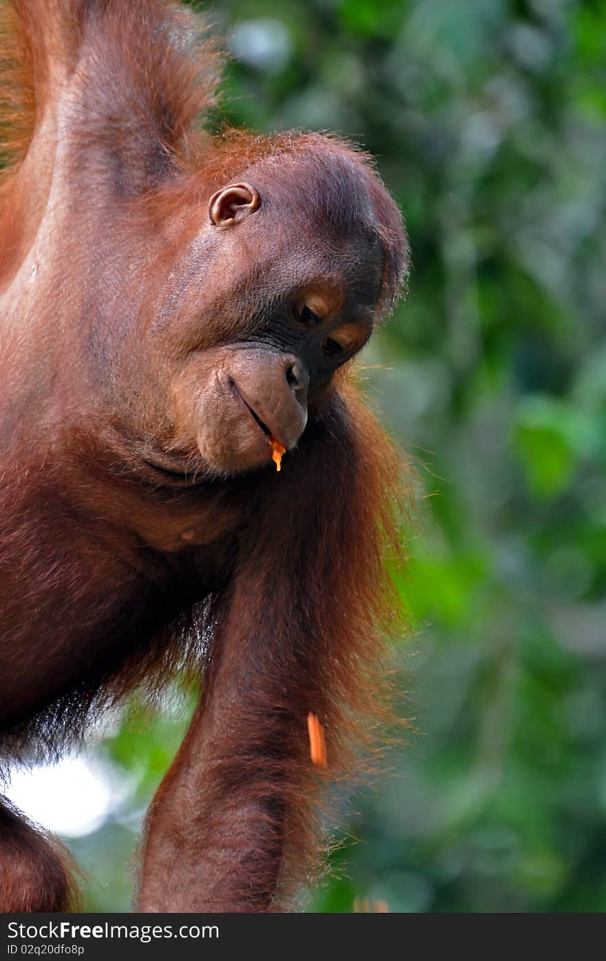 Orangutan Female