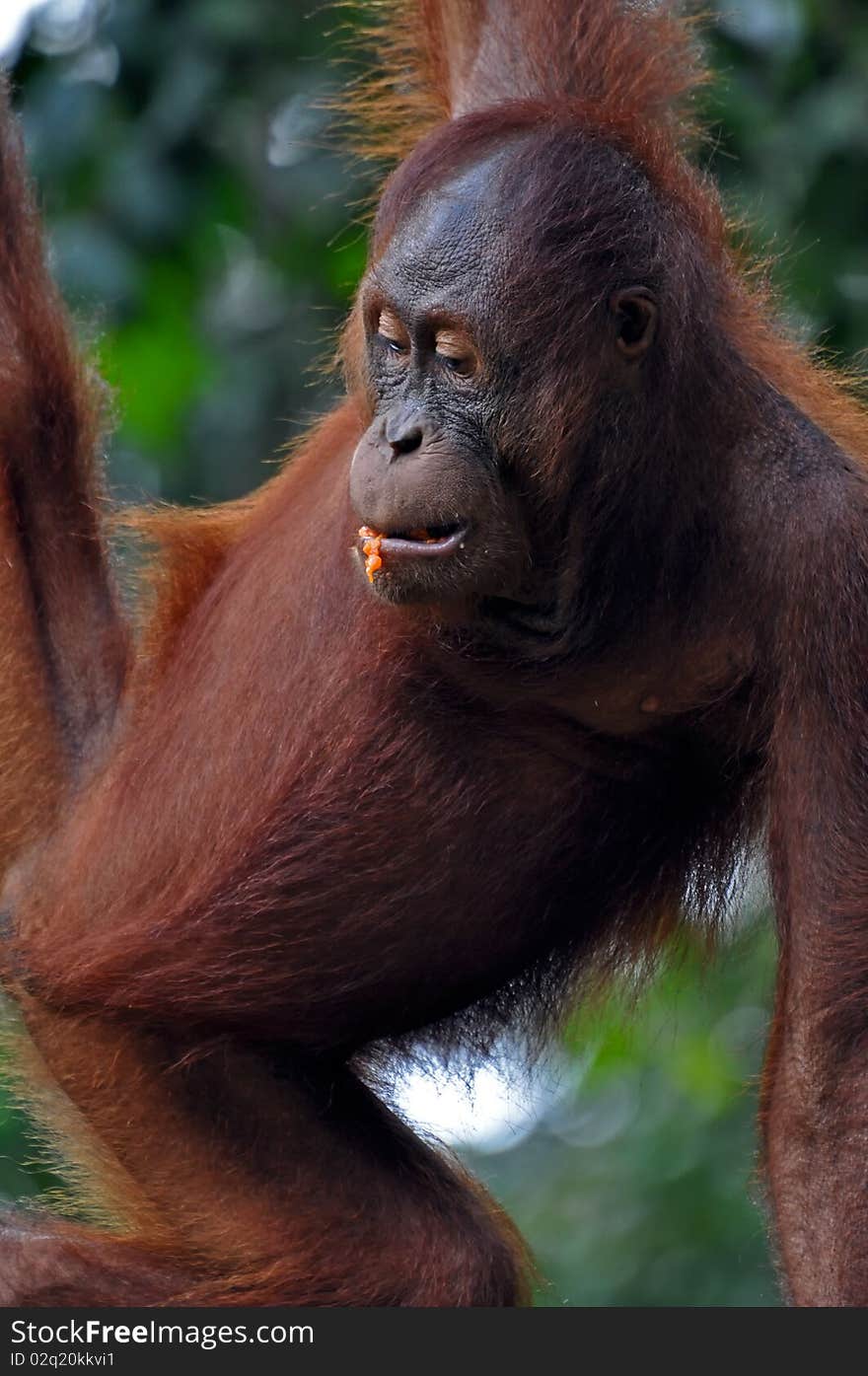 Orangutan Female