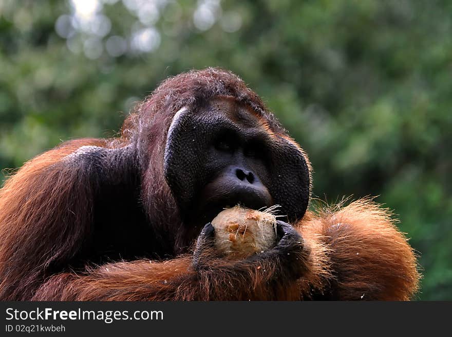 Big orangutan male with coconut.