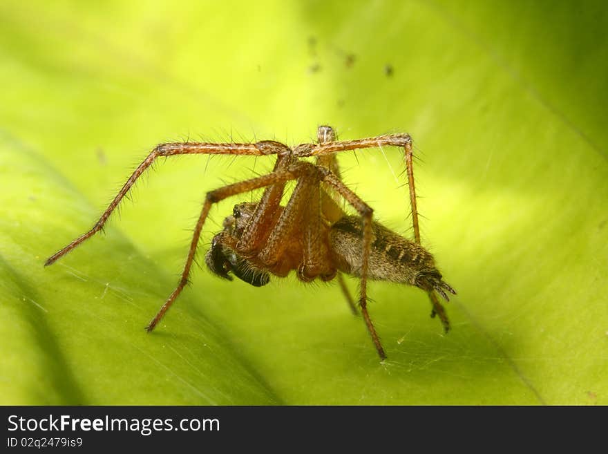 Segment bodies, four pairs of eyes, beast of prey. Segment bodies, four pairs of eyes, beast of prey