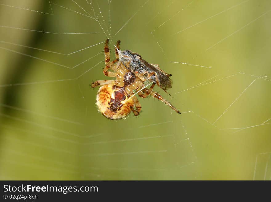 Fall into a trap, go hunting, beast of prey, spider silk. Fall into a trap, go hunting, beast of prey, spider silk