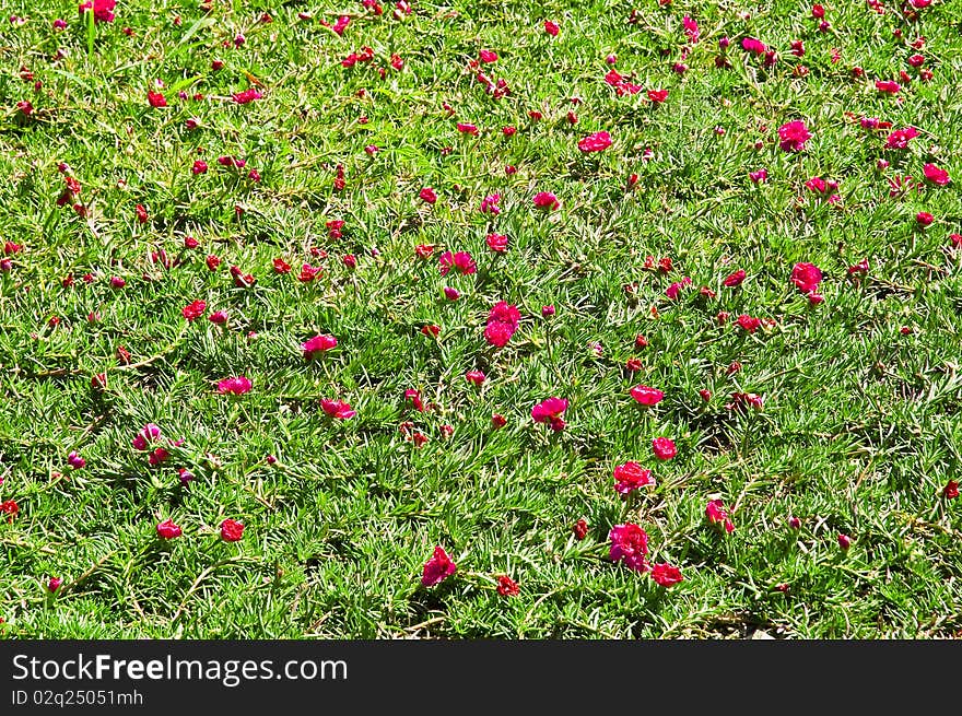 Texture with flowers ang grass