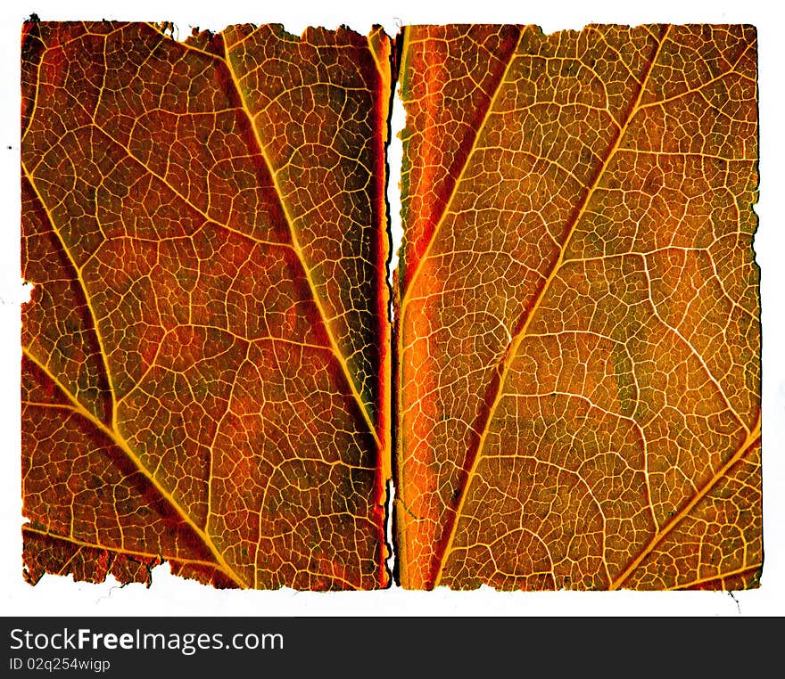 Sheet tree on grunge background. Sheet tree on grunge background