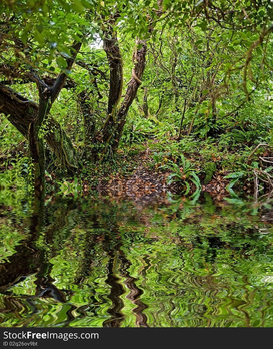 Rain forest with mirroring in water level