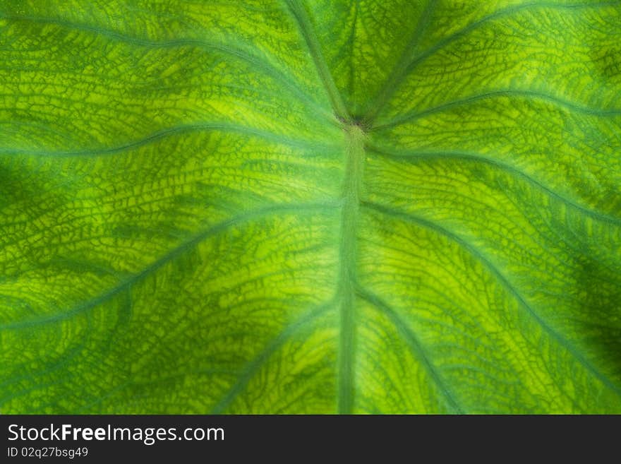 Nice detail leaf on leaf - macro detail. Nice detail leaf on leaf - macro detail