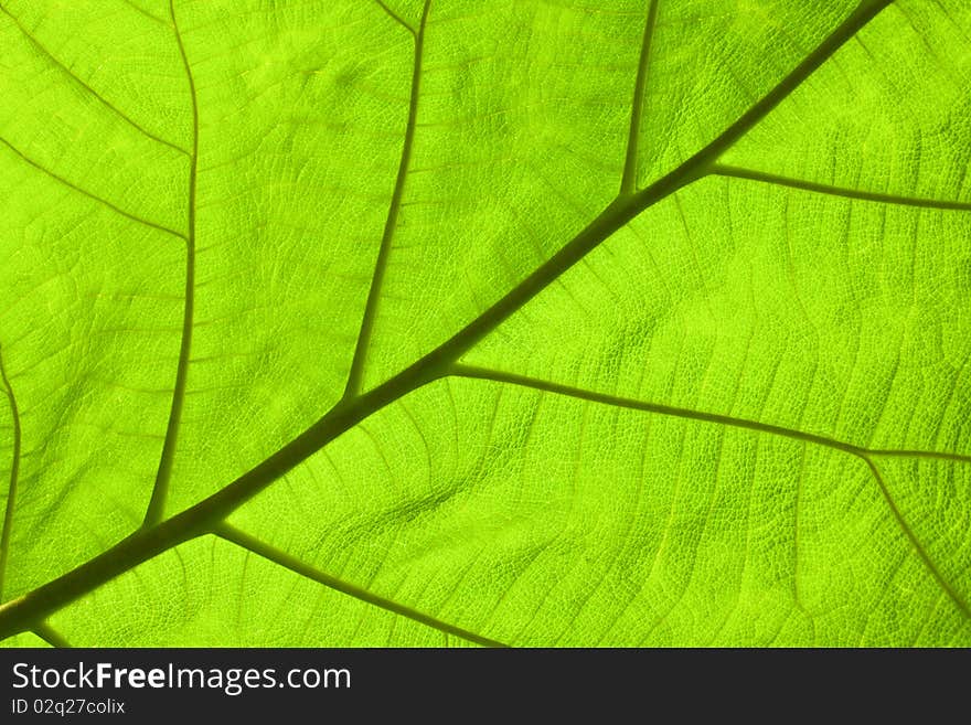 Leaf of a plant close up,possible use to background