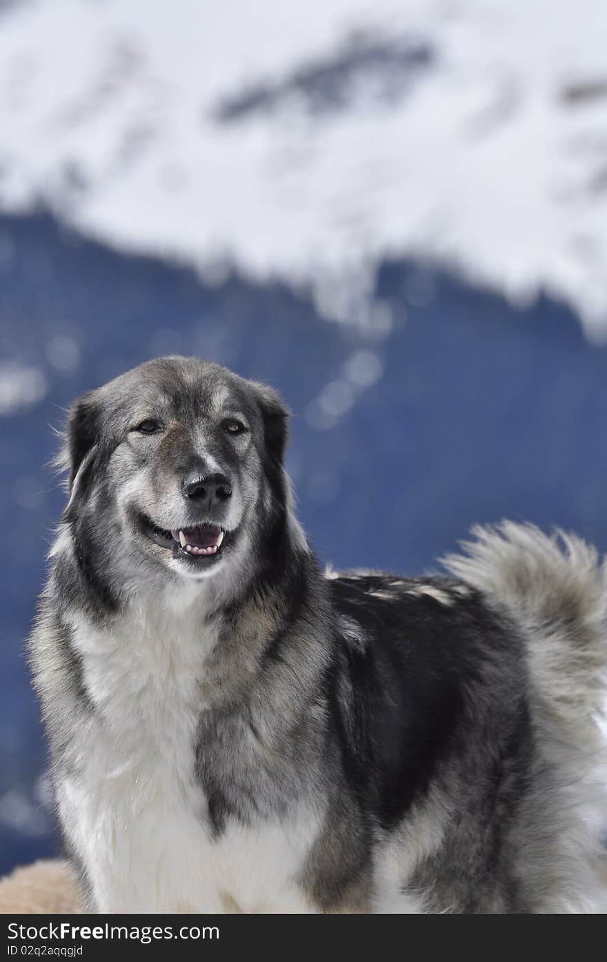 Carpathian shepherd with blured mountain landscape background