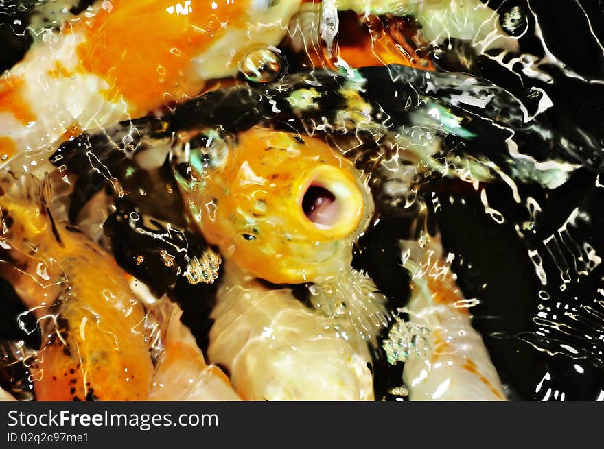 Hungry Koi fish in a man-made pond