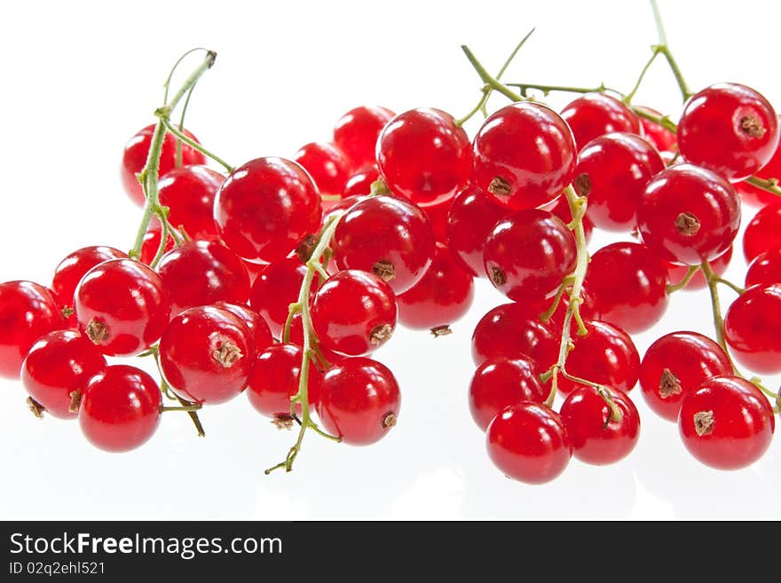 A bunch of redcurrants against a white background. A bunch of redcurrants against a white background