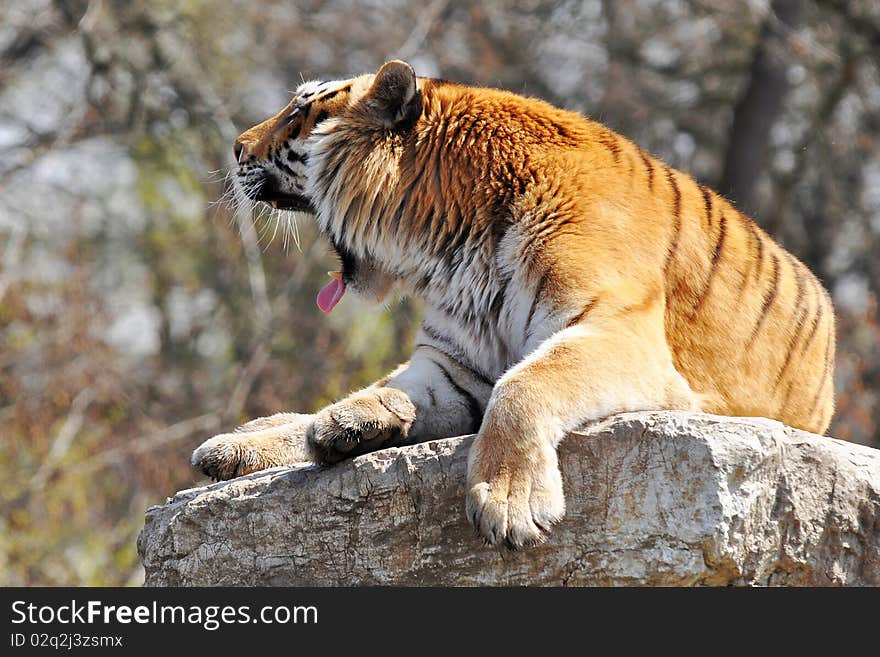 Roaring tiger