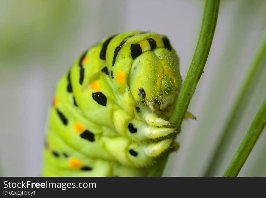 Green striped caterpillar on branch dill. Macro. Green striped caterpillar on branch dill. Macro.