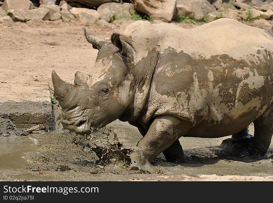 Rhino at watering place