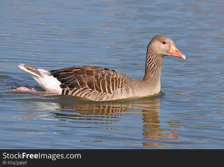 The Greylag Goose (also spelled Graylag in the United States), Anser anser, is a bird with a wide range in the Old World. It is the type species of the genus Anser. The Greylag Goose (also spelled Graylag in the United States), Anser anser, is a bird with a wide range in the Old World. It is the type species of the genus Anser.