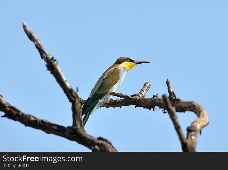 Photo was taken in very importent bird area near village Velke Pavlovice in Czech republic. Photo was taken in very importent bird area near village Velke Pavlovice in Czech republic.