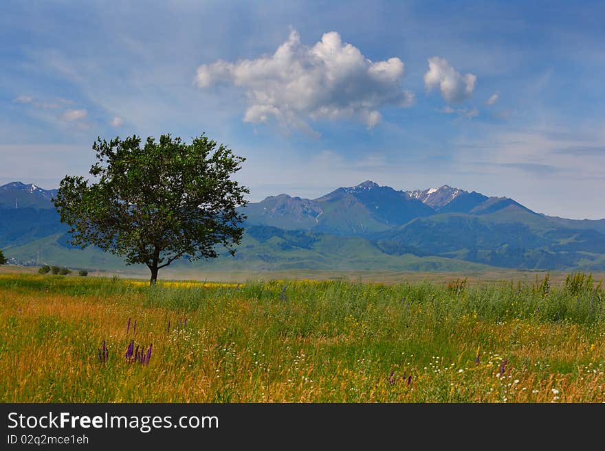 Beautiful spring landscape with a tree