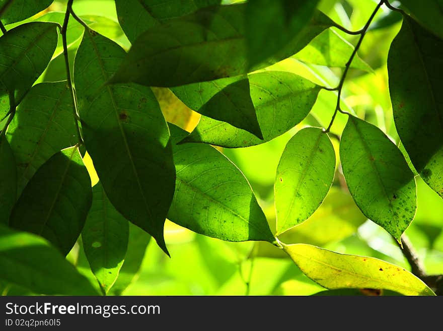 Green Leaves