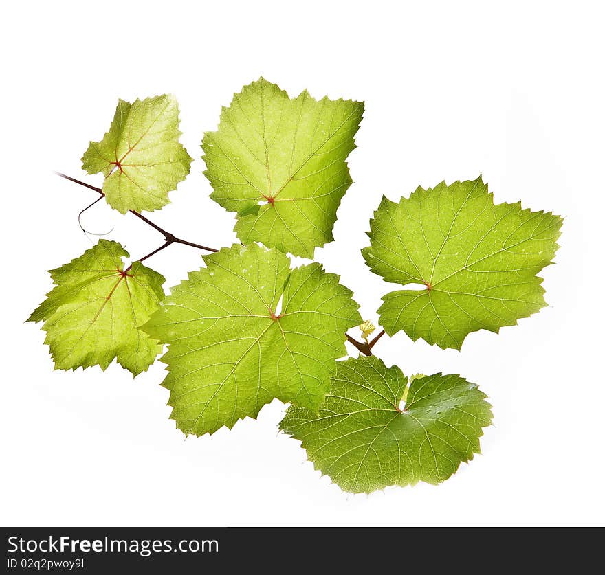 Vine twig isolated on white background