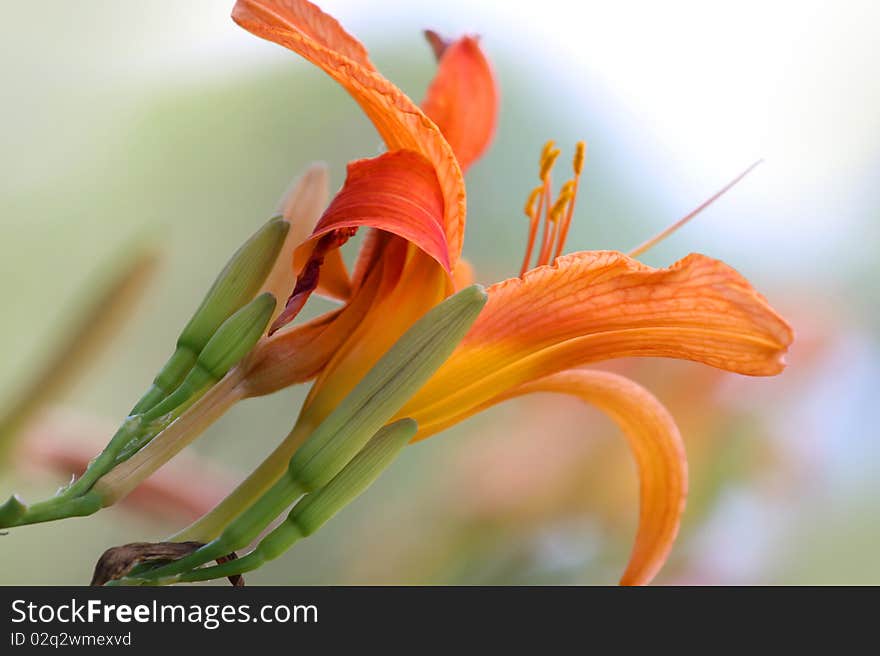 Beautiful Orange  lily flower close up shot