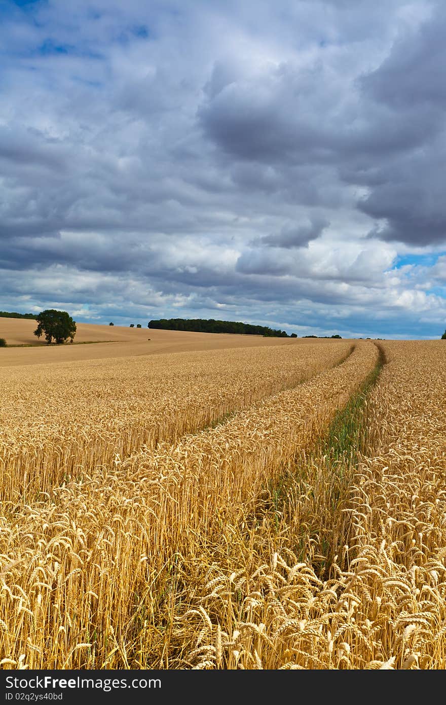 A wheat field just before harvesting in Bedfordshire England. A wheat field just before harvesting in Bedfordshire England