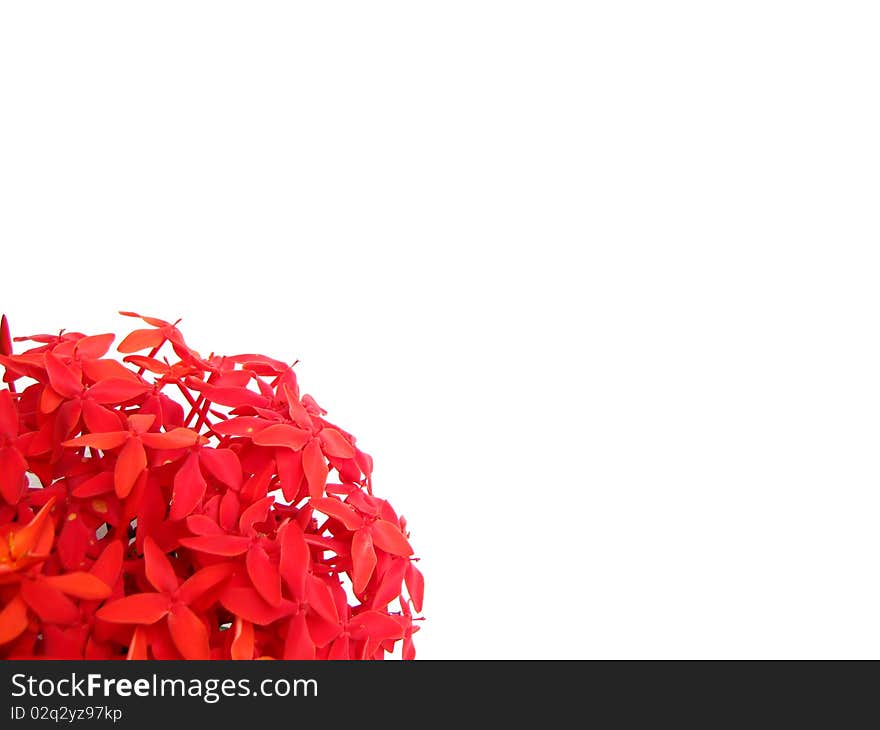 Red rubiaceae on white background