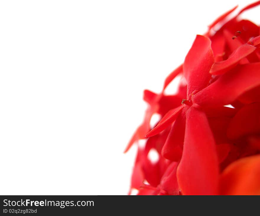 Red rubiaceae on white background