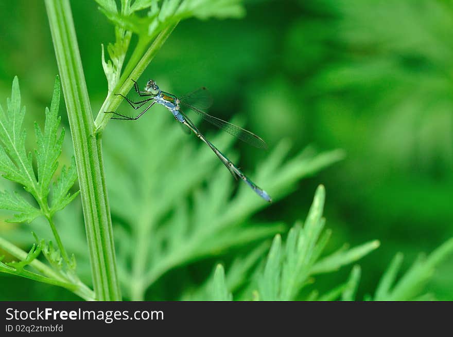 The photo is focused on a dragonfly landing lightly and causally on the leaf stem. The thin legs, fine wings and the long abdomen are clearly seen. The photo is focused on a dragonfly landing lightly and causally on the leaf stem. The thin legs, fine wings and the long abdomen are clearly seen.