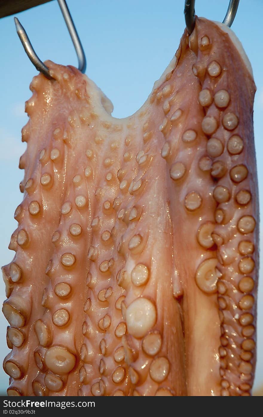 Octopus hanging to dry in a small village in Greece. Octopus hanging to dry in a small village in Greece