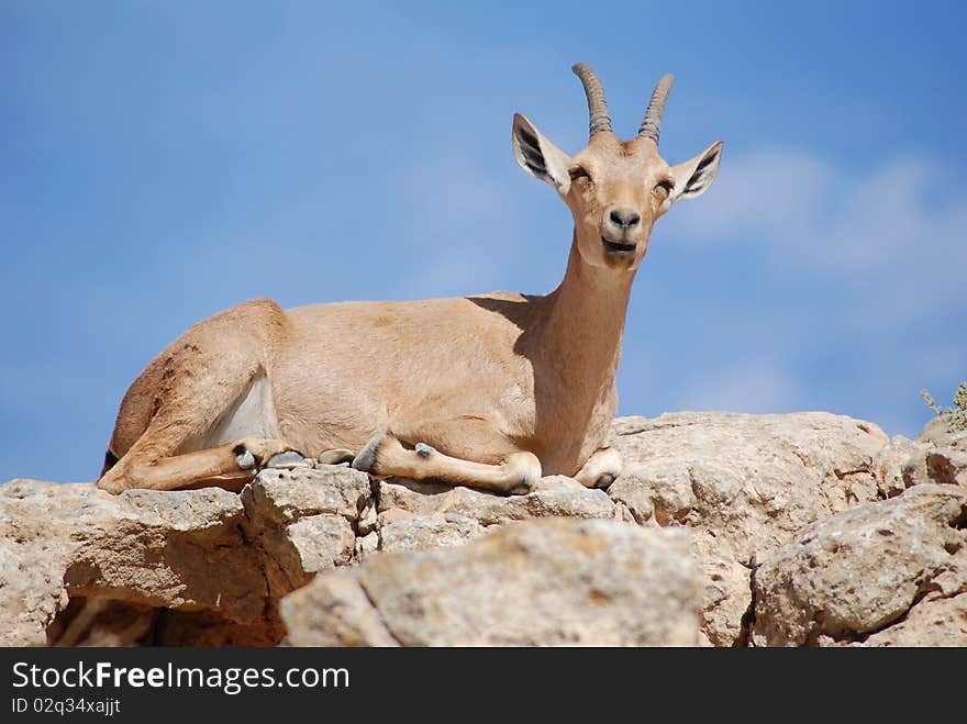 Ibex Portrait, Mitzpe Ramon At The Crater Machtesh Ramon, Israel, Wildlife