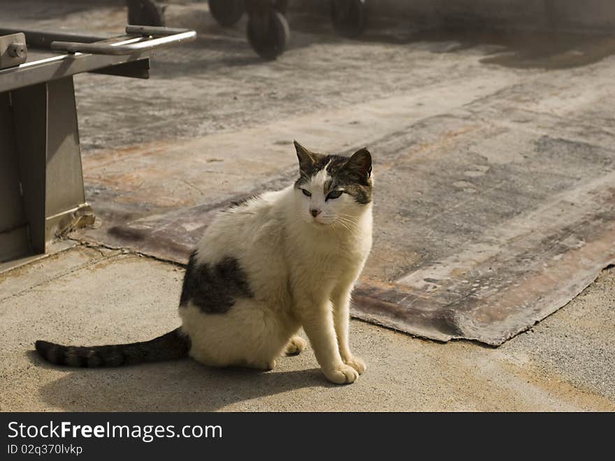 A little dirty poor and dirty cat in summer sunlight