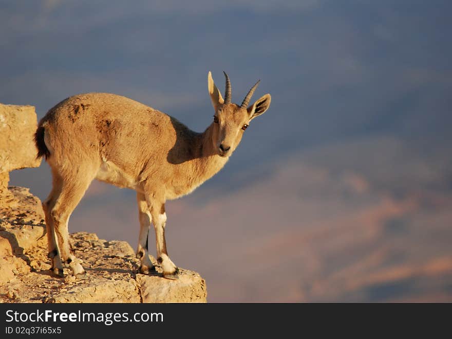 Ibex Portrait, Mitzpe Ramon At The Crater Machtesh Ramon, Israel, Wildlife