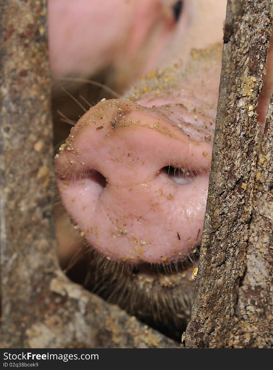 Close up of a pigs nose. Close up of a pigs nose