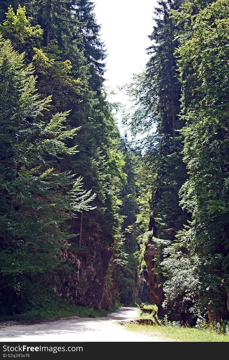 Curved road going in the forest