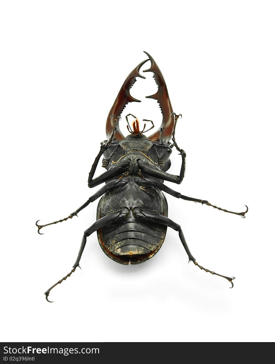 Stag beetle